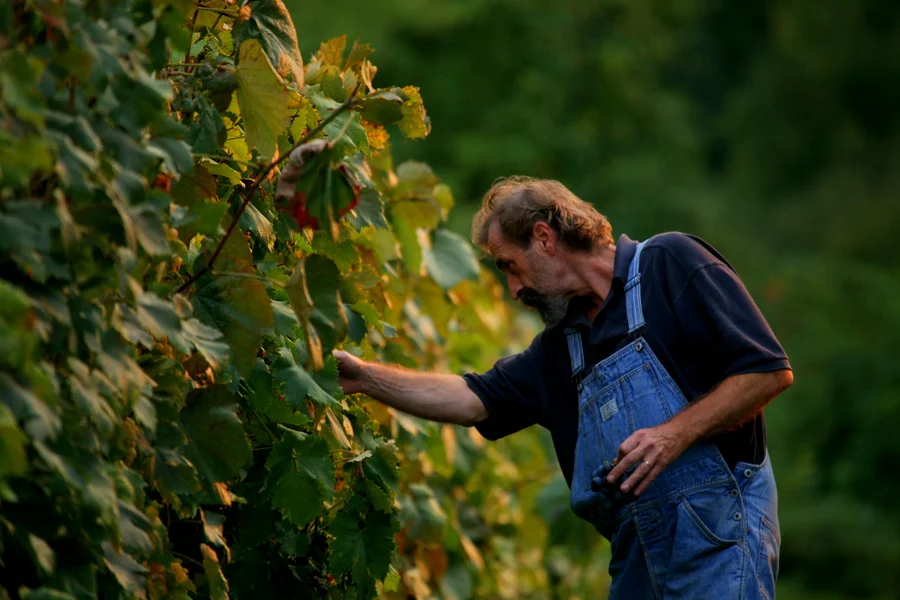 Hand-picking grapes during the harvest on the Plesivica Wine Road