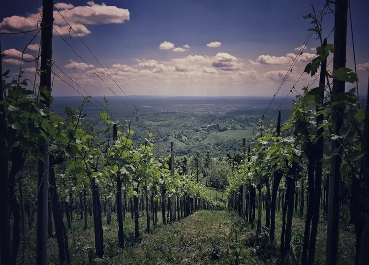 Plešivica Wine Road vineyards and valley view