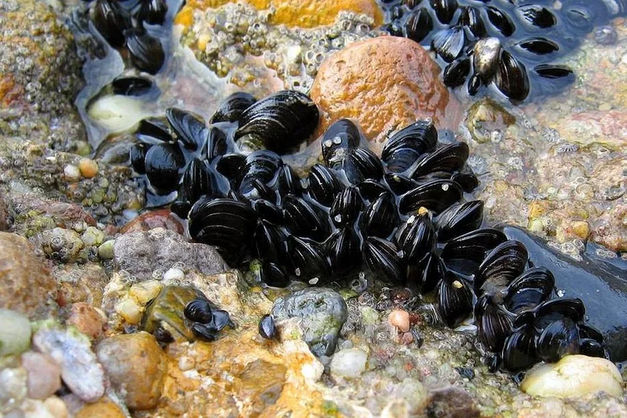 Mussels growing on the rocks in the shallows at Mali Ston