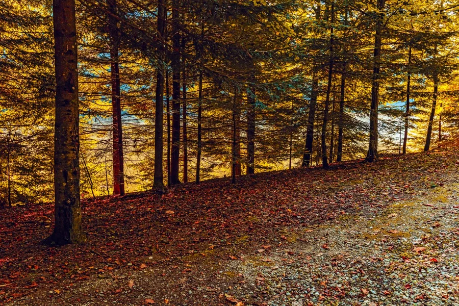 Golden autumn beech forest in the Trakoscan castle grounds