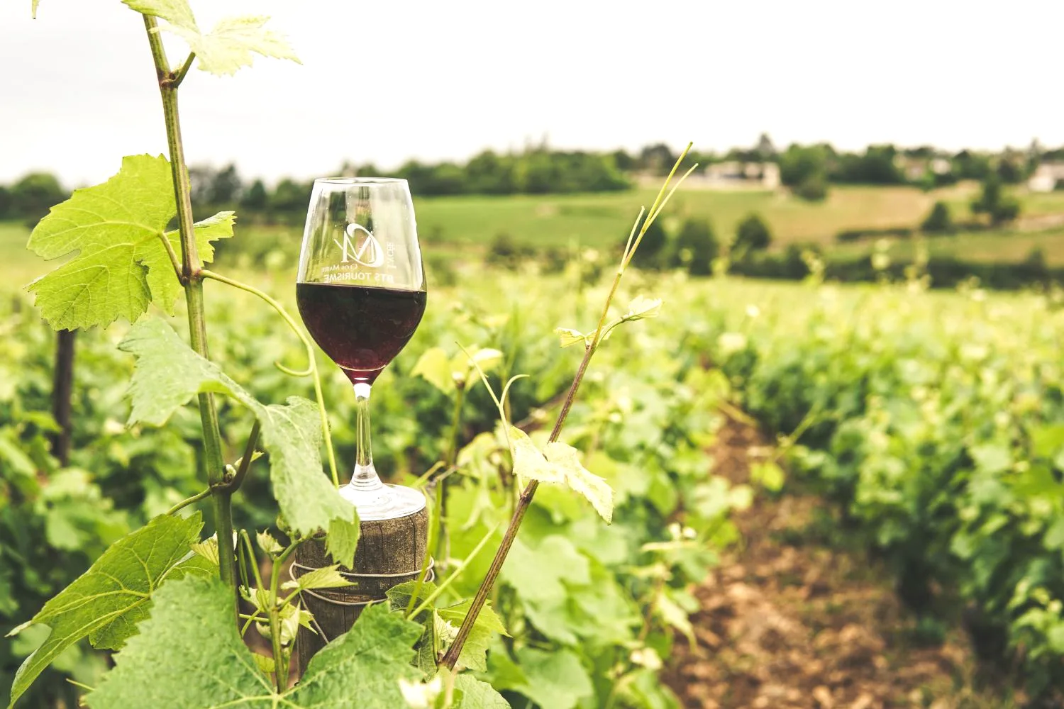 Wine tasting on the Pelješac peninsula
