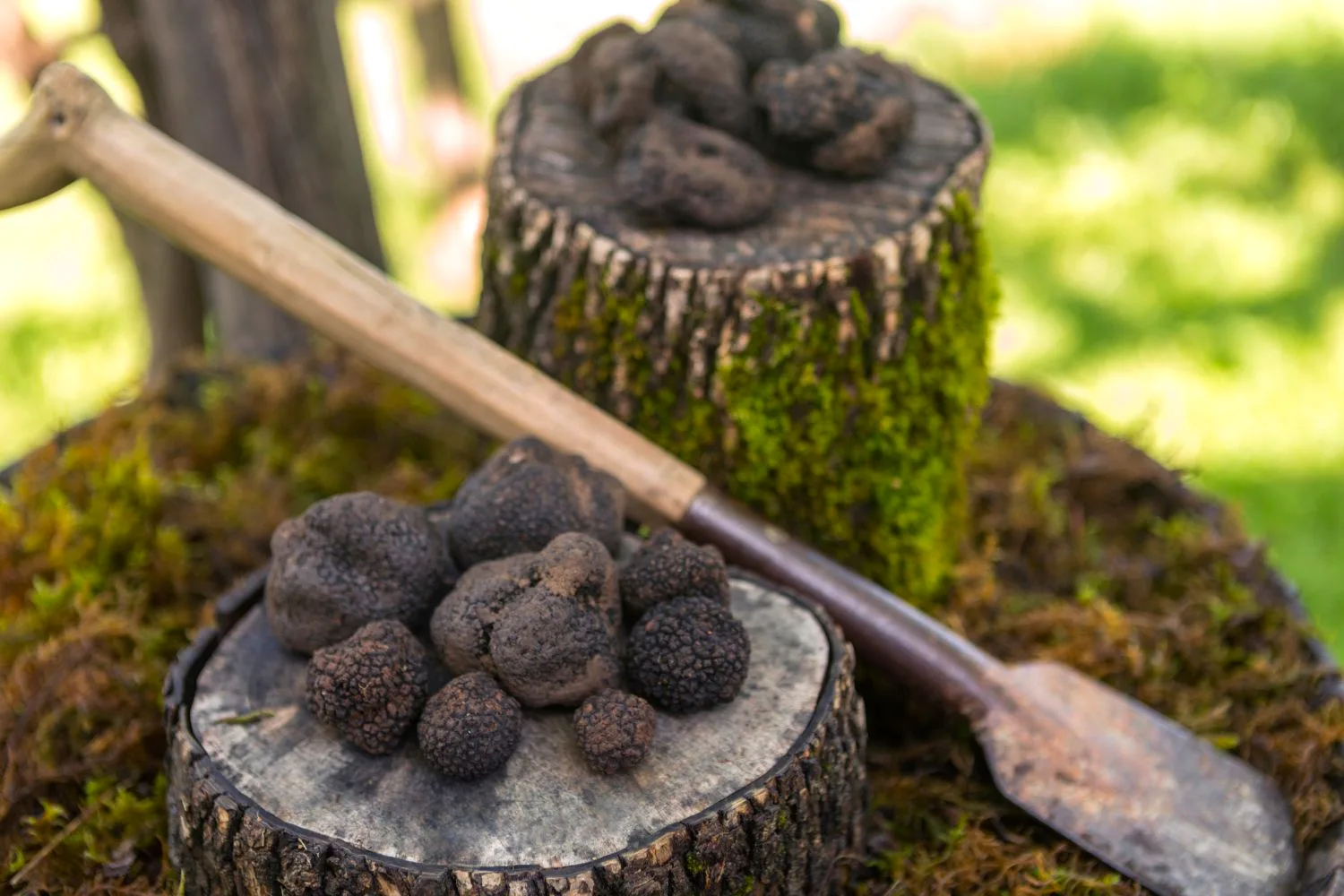 Truffle hunting on the Istrian peninsula