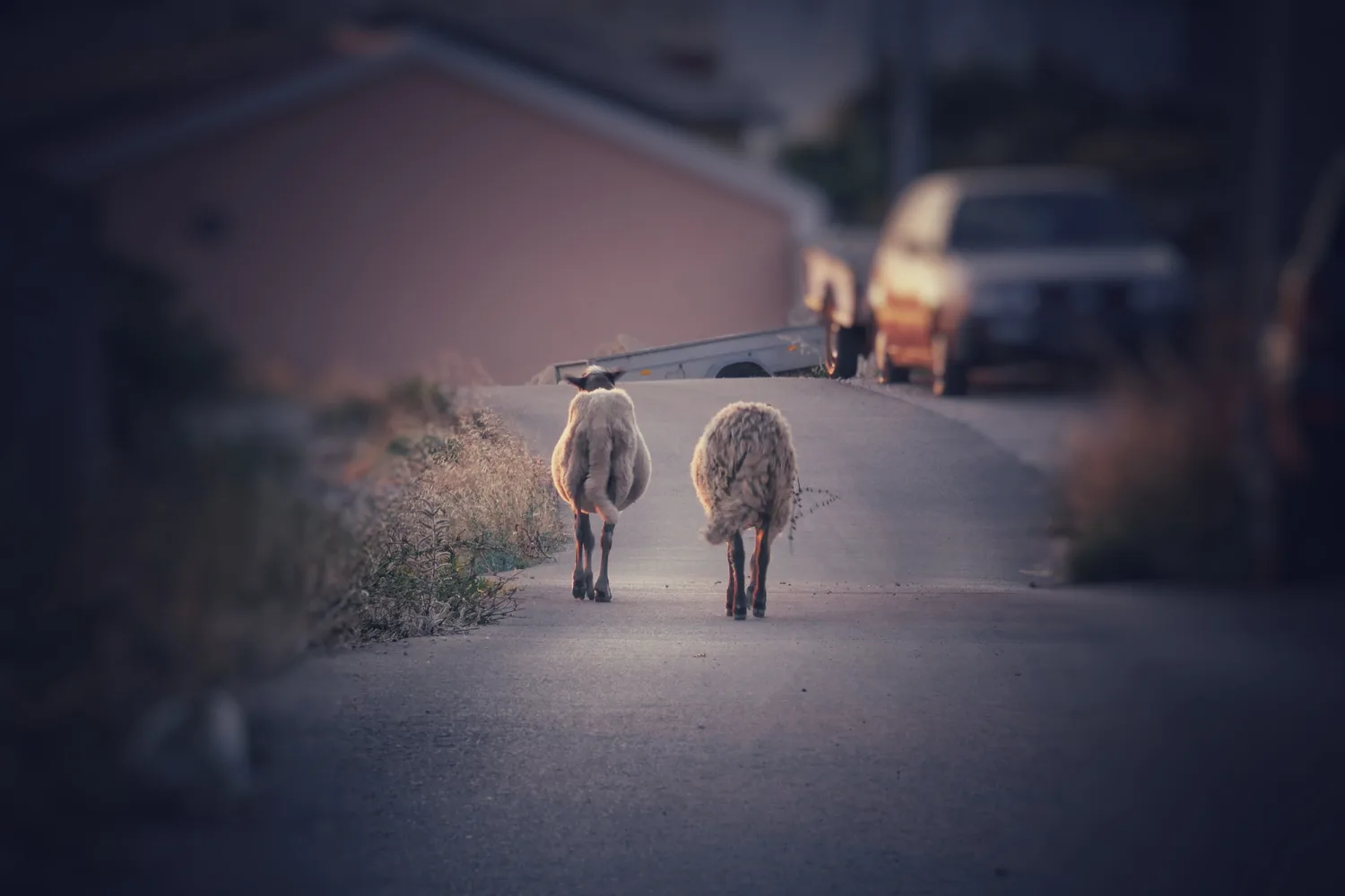 Sheep on a village road, Pag Island
