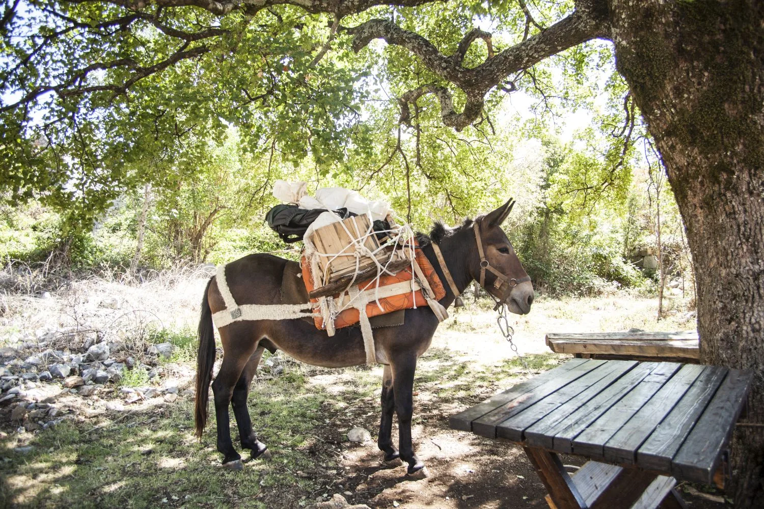 A pack donkey resting under a tree on the Paklenica trail